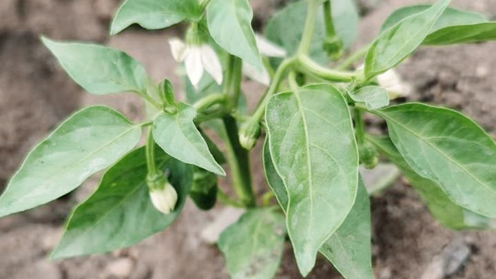 1686188625870694.jpg 微信图片_20230608094324.jpg